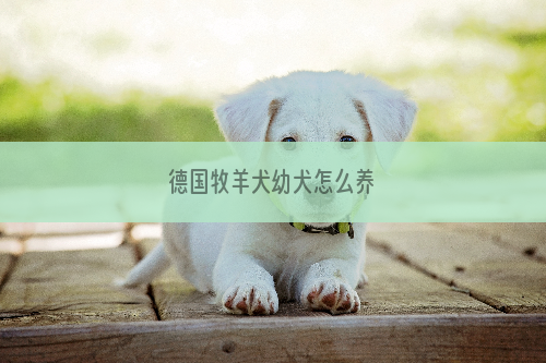德国牧羊犬幼犬怎么养
