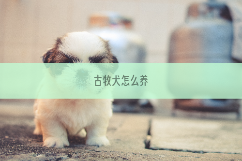 古牧犬怎么养