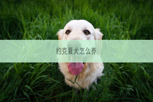 约克夏犬怎么养