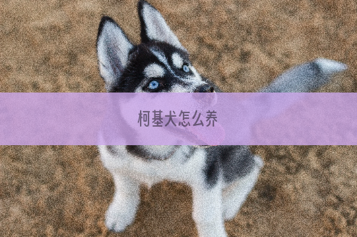 柯基犬怎么养