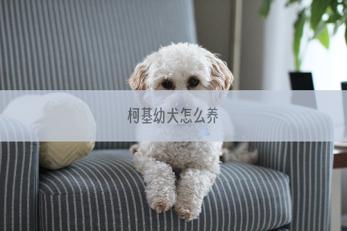 柯基幼犬怎么养