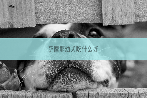 萨摩耶幼犬吃什么好