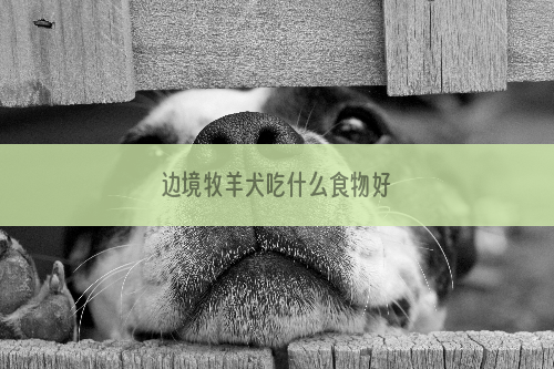 边境牧羊犬吃什么食物好