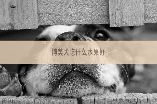 博美犬吃什么水果好