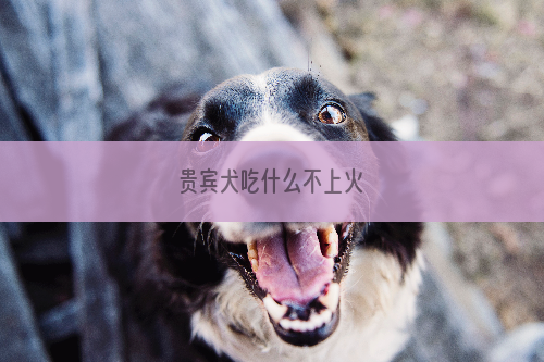 贵宾犬吃什么不上火