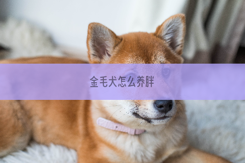 金毛犬怎么养胖