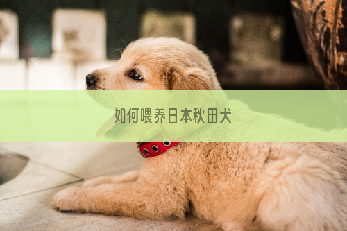 如何喂养日本秋田犬