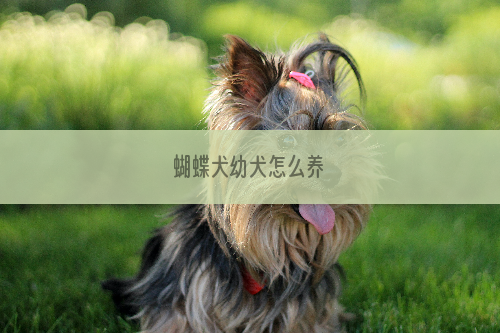 蝴蝶犬幼犬怎么养