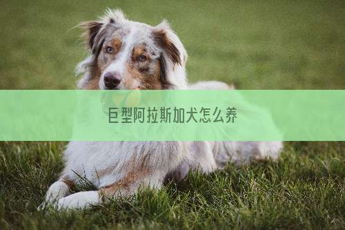 巨型阿拉斯加犬怎么养