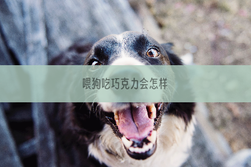 喂狗吃巧克力会怎样