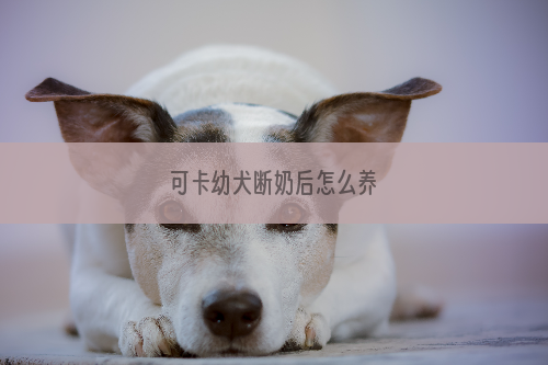 可卡幼犬断奶后怎么养