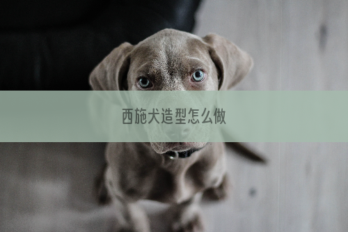 西施犬造型怎么做