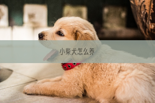 小柴犬怎么养