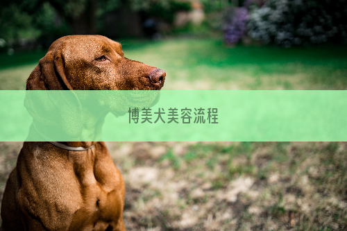 博美犬美容流程