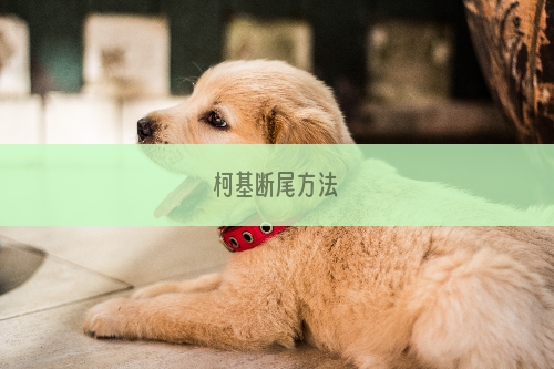 柯基断尾方法