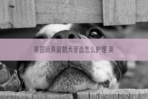 英国玩具猎鹬犬牙齿怎么护理 英国玩具猎鹬犬牙齿护理方法
