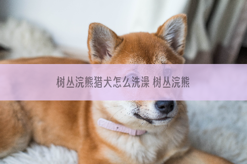 树丛浣熊猎犬怎么洗澡 树丛浣熊猎犬洗澡教程