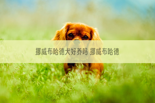 挪威布哈德犬好养吗 挪威布哈德犬饲养手册