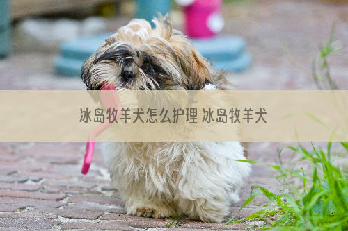 冰岛牧羊犬怎么护理 冰岛牧羊犬日常护理技巧