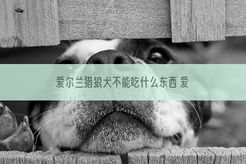 爱尔兰猎狼犬不能吃什么东西 爱尔兰猎狼犬不能吃食物介绍