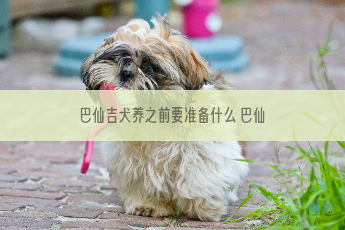巴仙吉犬养之前要准备什么 巴仙吉犬饲养准备