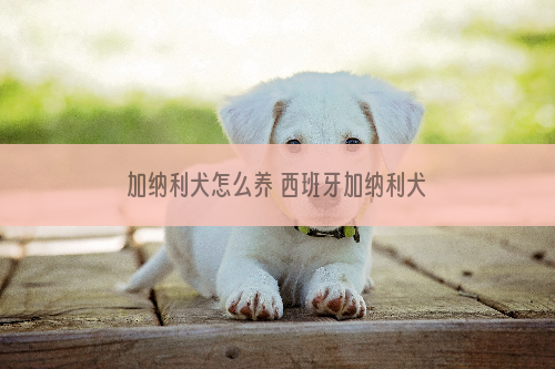 加纳利犬怎么养 西班牙加纳利犬饲养心得