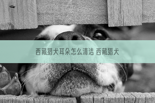 西藏猎犬耳朵怎么清洁 西藏猎犬梗耳朵护理方法