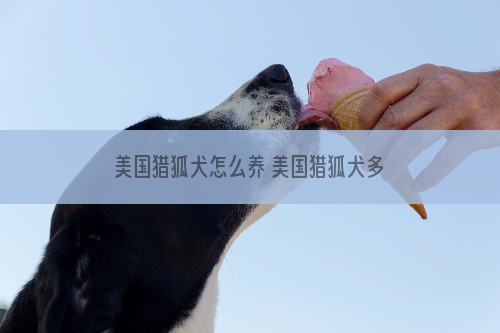 美国猎狐犬怎么养 美国猎狐犬多久喂一次
