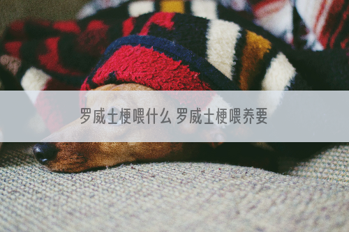 罗威士梗喂什么 罗威士梗喂养要点