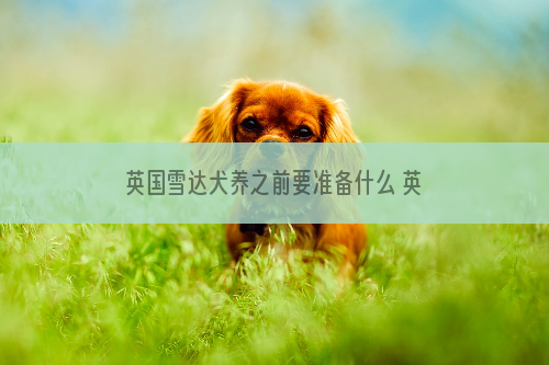 英国雪达犬养之前要准备什么 英格兰雪达犬饲养准备