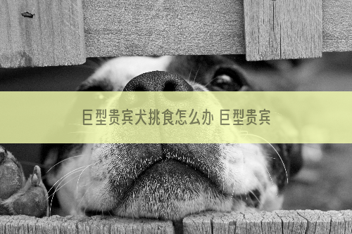 巨型贵宾犬挑食怎么办 巨型贵宾犬挑食处理方法