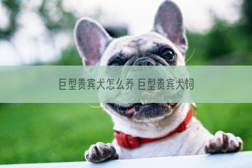 巨型贵宾犬怎么养 巨型贵宾犬饲养方法