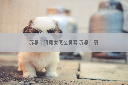 苏格兰猎鹿犬怎么美容 苏格兰猎鹿犬美容方法