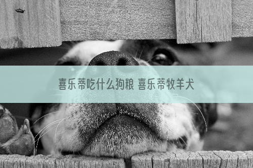 喜乐蒂吃什么狗粮 喜乐蒂牧羊犬狗粮选择推荐