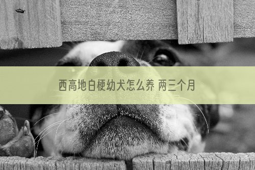 西高地白梗幼犬怎么养 两三个月的小西高地白梗喂养方法