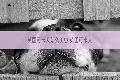英国可卡犬怎么美容 英国可卡犬美容流程