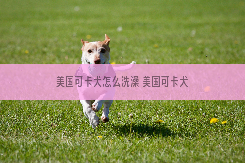 美国可卡犬怎么洗澡 美国可卡犬洗澡流程