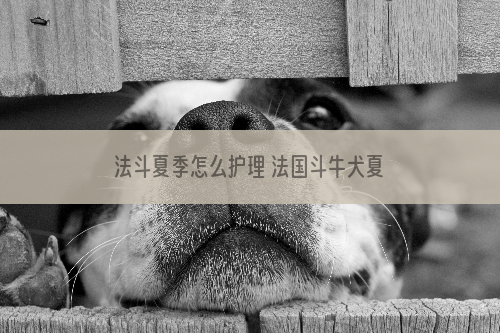 法斗夏季怎么护理 法国斗牛犬夏天护理方法