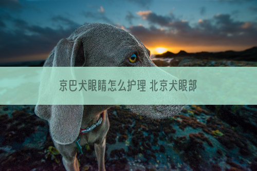 京巴犬眼睛怎么护理 北京犬眼部日常护理心得