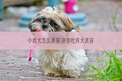 小鹿犬怎么美容 迷你杜宾犬美容流程