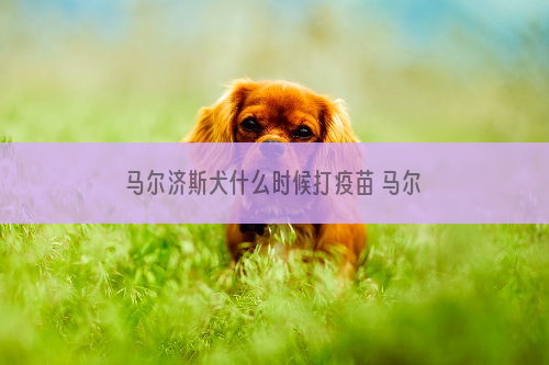 马尔济斯犬什么时候打疫苗 马尔济斯犬打疫苗时间介绍