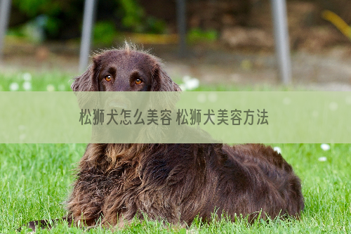 松狮犬怎么美容 松狮犬美容方法详解