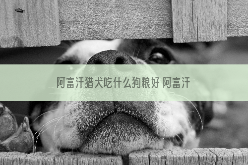 阿富汗猎犬吃什么狗粮好 阿富汗猎犬狗粮选择技巧