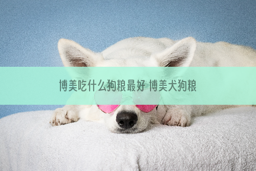 博美吃什么狗粮最好 博美犬狗粮选择推荐