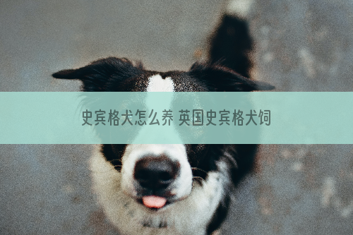 史宾格犬怎么养 英国史宾格犬饲养方法及注意事项