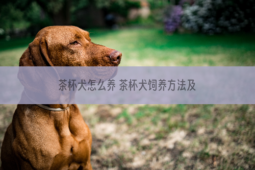 茶杯犬怎么养 茶杯犬饲养方法及注意事项