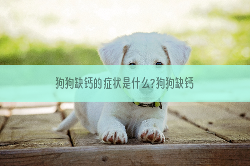 狗狗缺钙的症状是什么?狗狗缺钙的原因有哪些?怎么调养?