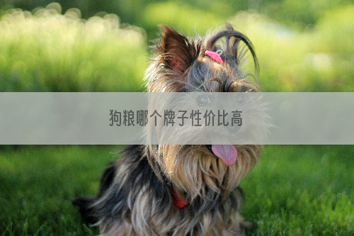 狗粮哪个牌子性价比高
