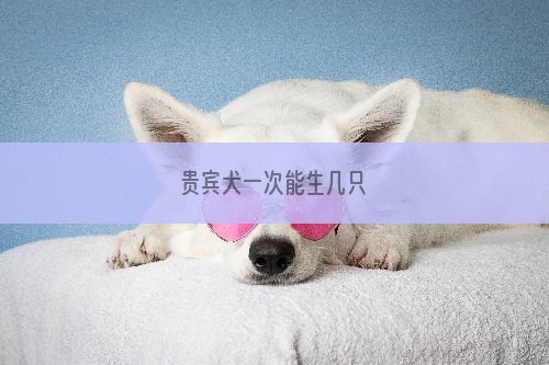 贵宾犬一次能生几只