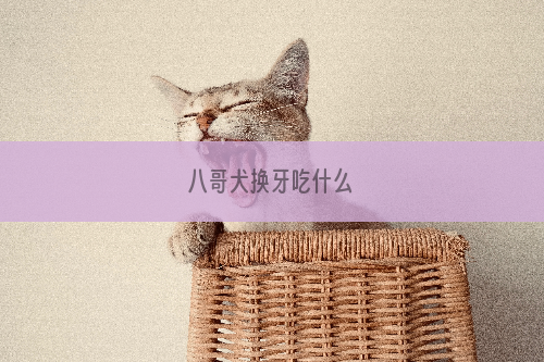 八哥犬换牙吃什么